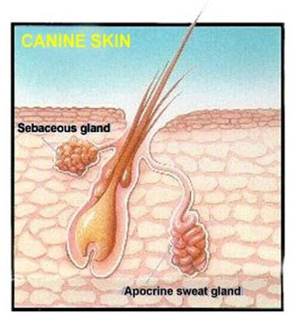 Where are apocrine glands located in dogs?