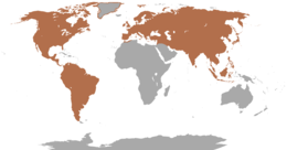 Where are deer most common?