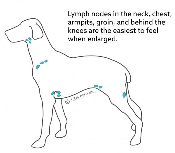 Where are dogs lymph nodes located?