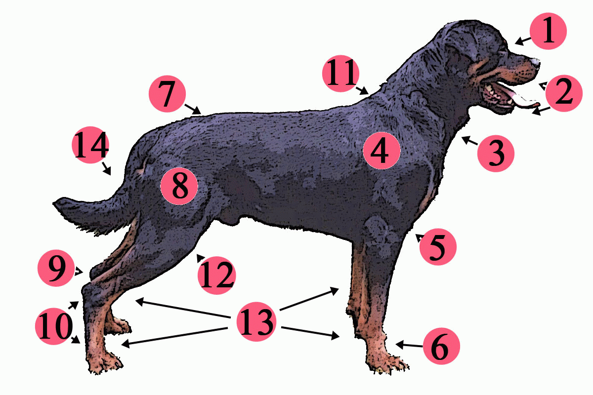 Where are dogs sweat glands located?