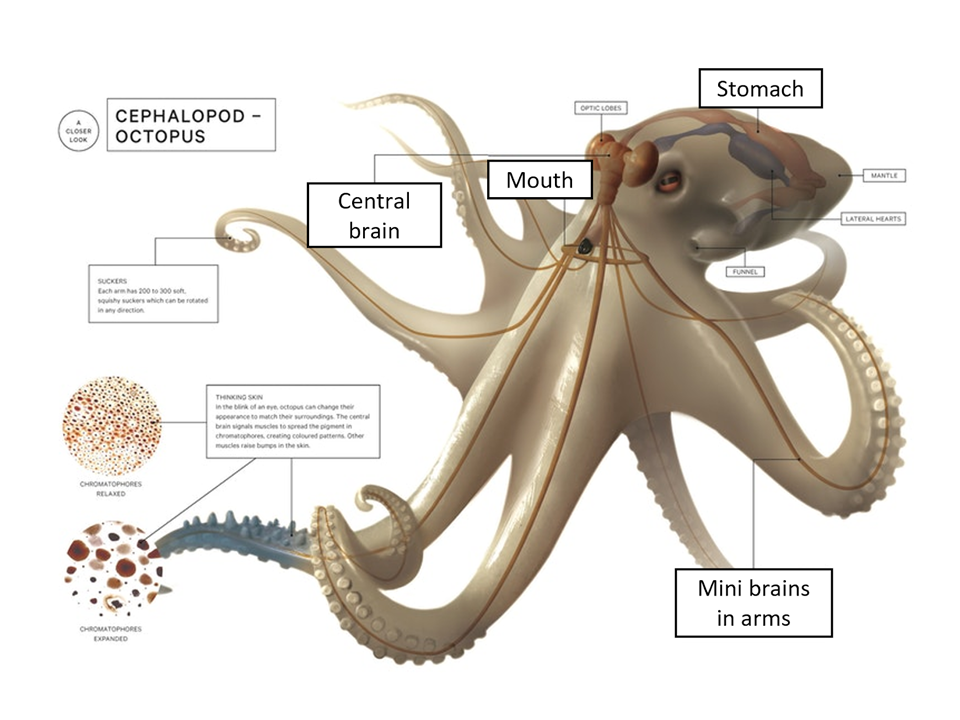 Where are octopuses 9 brains?