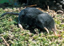 Where are shrew moles found?