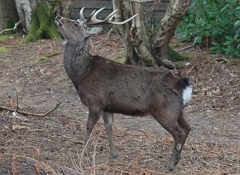 Where are sika deer in the UK?