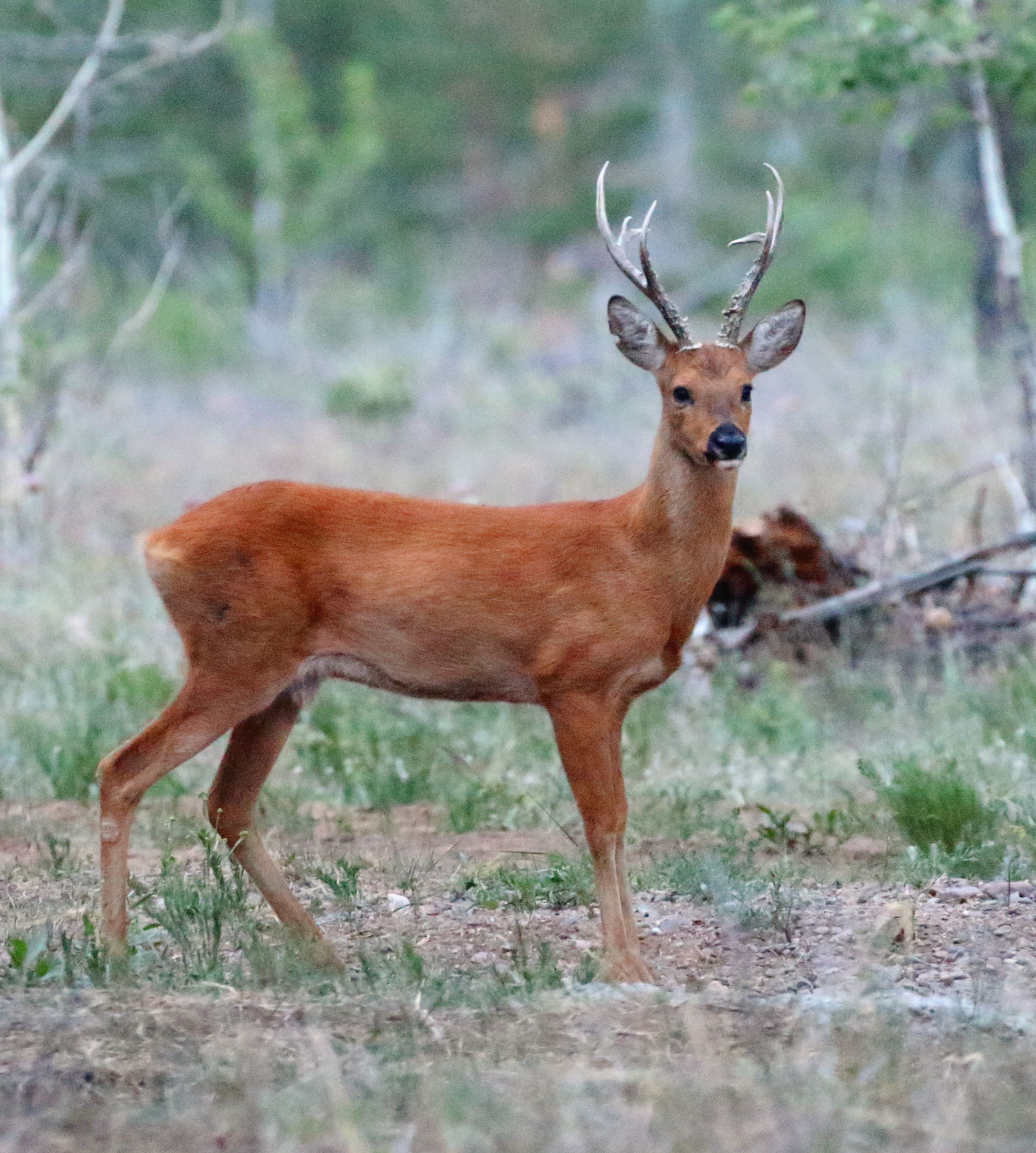 Where are the European roe deer found in Russia?