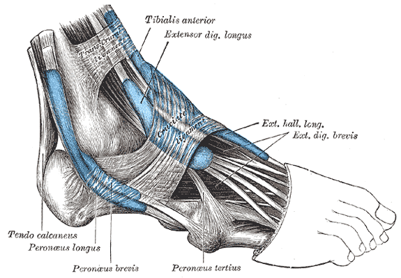 Where are the extensors in the foot located?