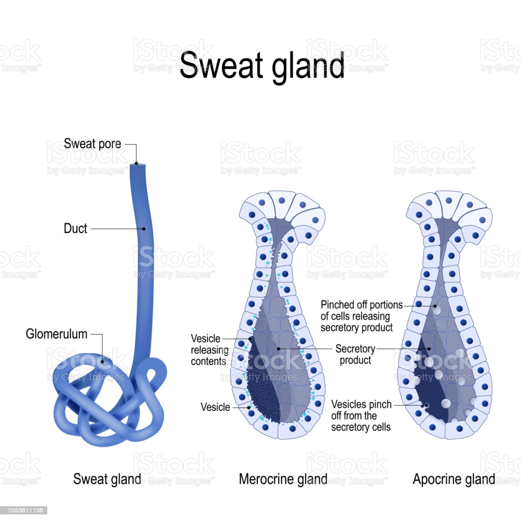 Where are the merocrine glands located in a dog?