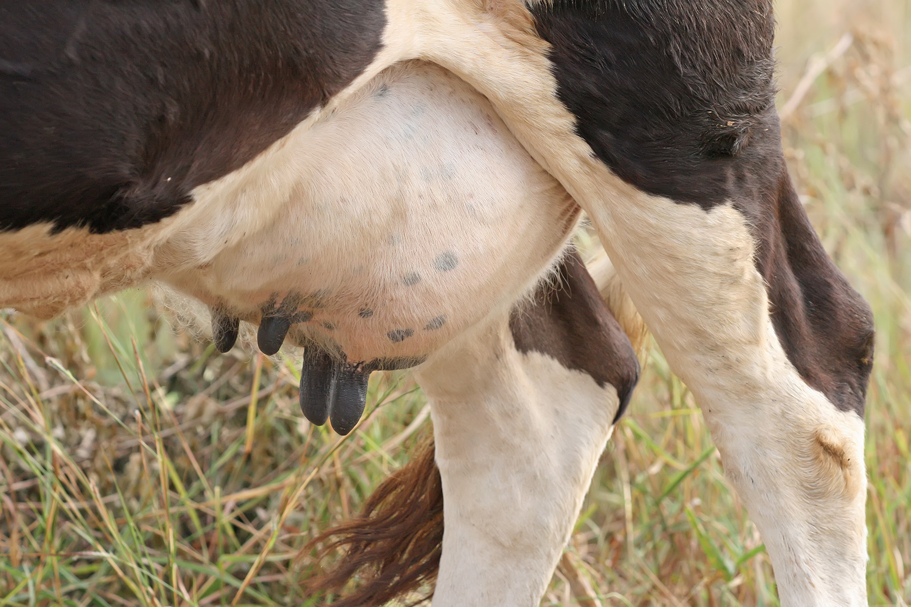 Where are the teats located on a dairy cow?