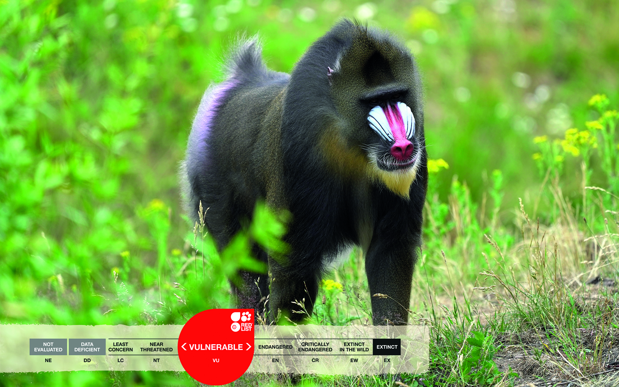 Where can I see mandrills?