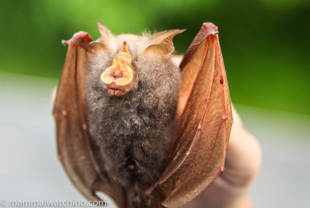 Where can you find tiny bats in Thailand?
