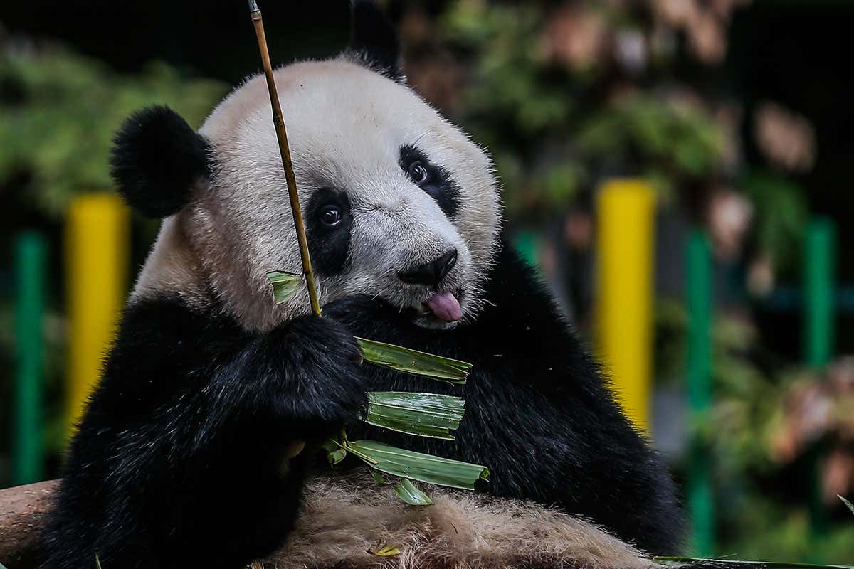 Where did the giant panda originate?