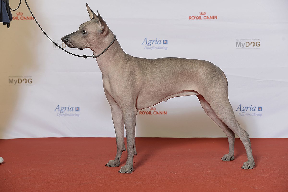 Where did the Xoloitzcuintli dog come from?
