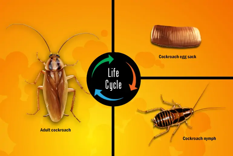 Where do Baby roaches lay their eggs?
