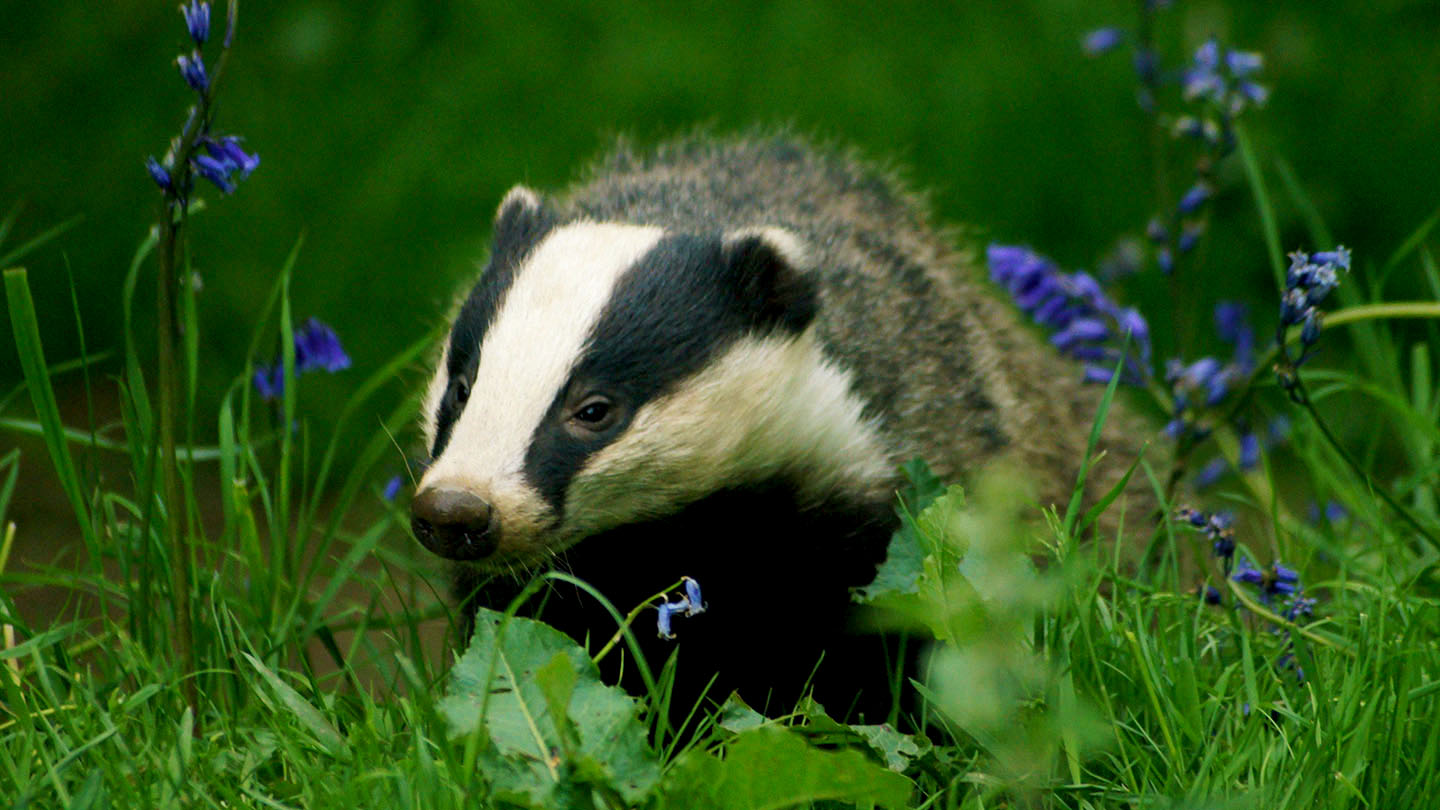 Where do badgers live in England?