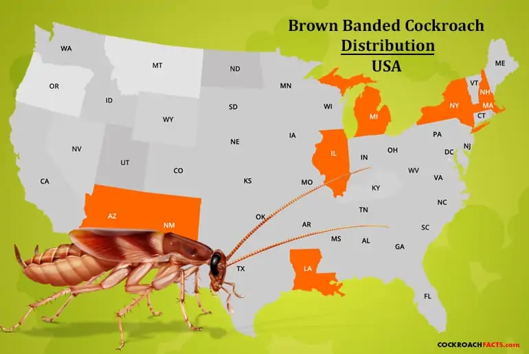 Where do brown banded cockroaches live?