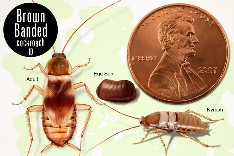 Where do brown banded roaches lay eggs?