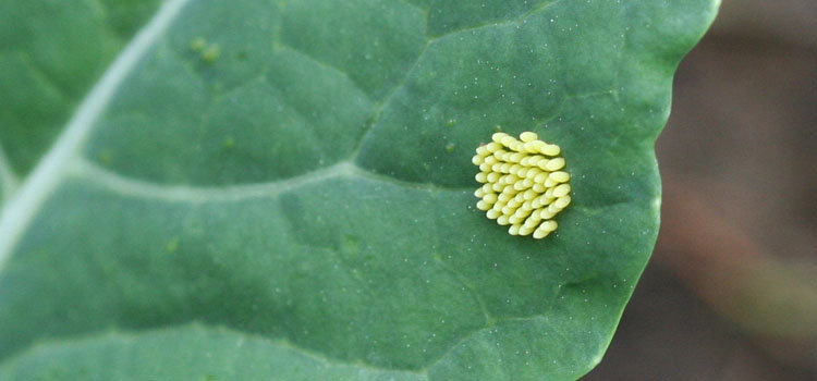 Where do cabbage white butterflies lay their eggs?