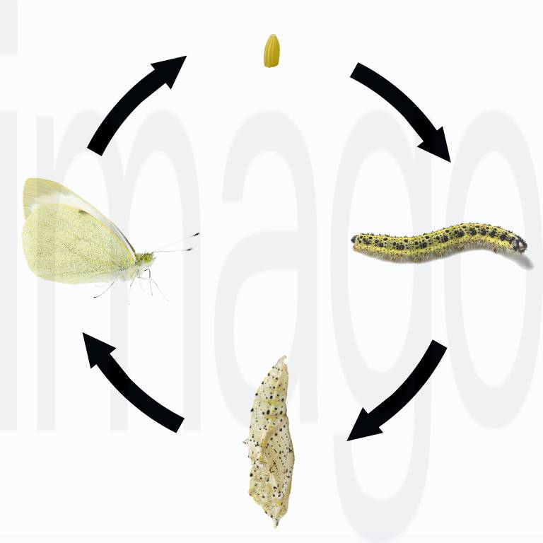 Where do cabbage white caterpillars live?