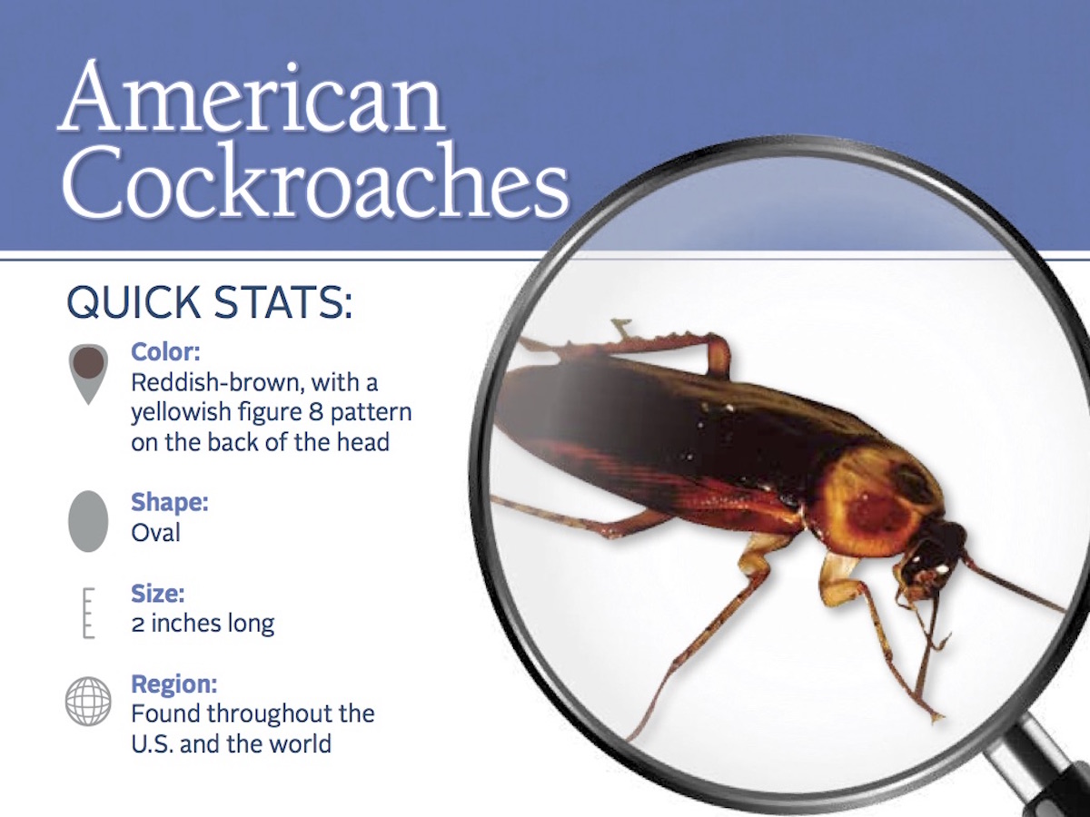 Where do cockroaches come from in the US?