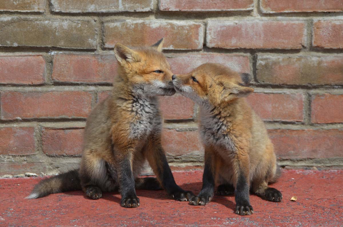 Where do foxes have their litters of kits?