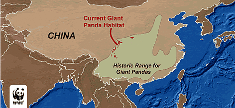 Where do giant pandas live in China?