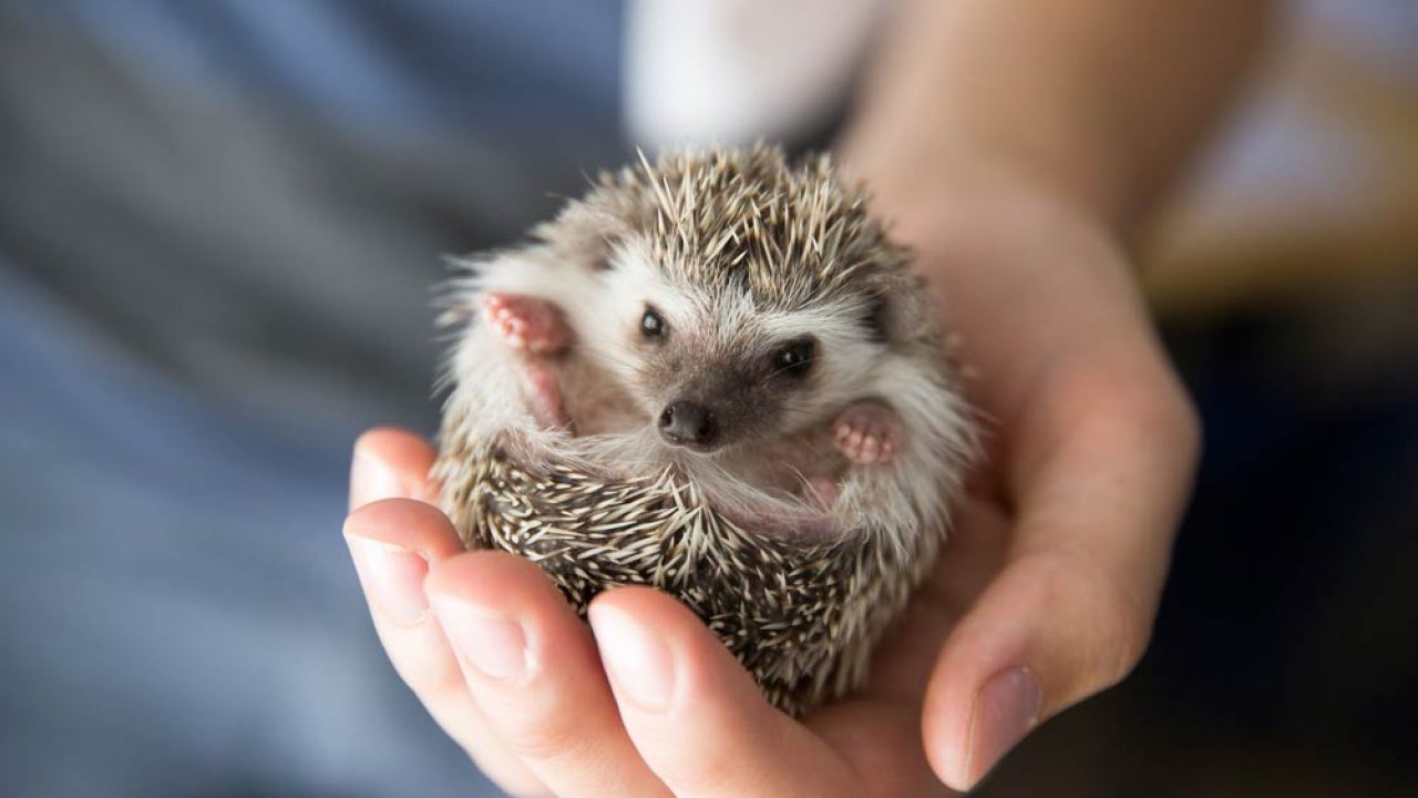 Where do hedgehogs live in the womb?