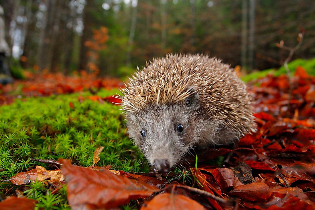 Where do hedgehogs live?