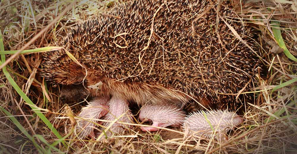 Where do hedgehogs nest their young ones?