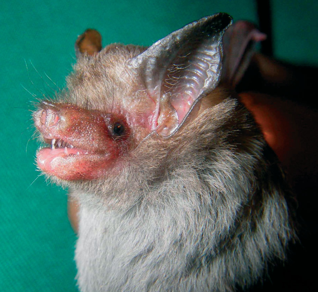 Where do hognosed bats live in Thailand?