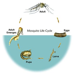 Where do mosquito larvae live?