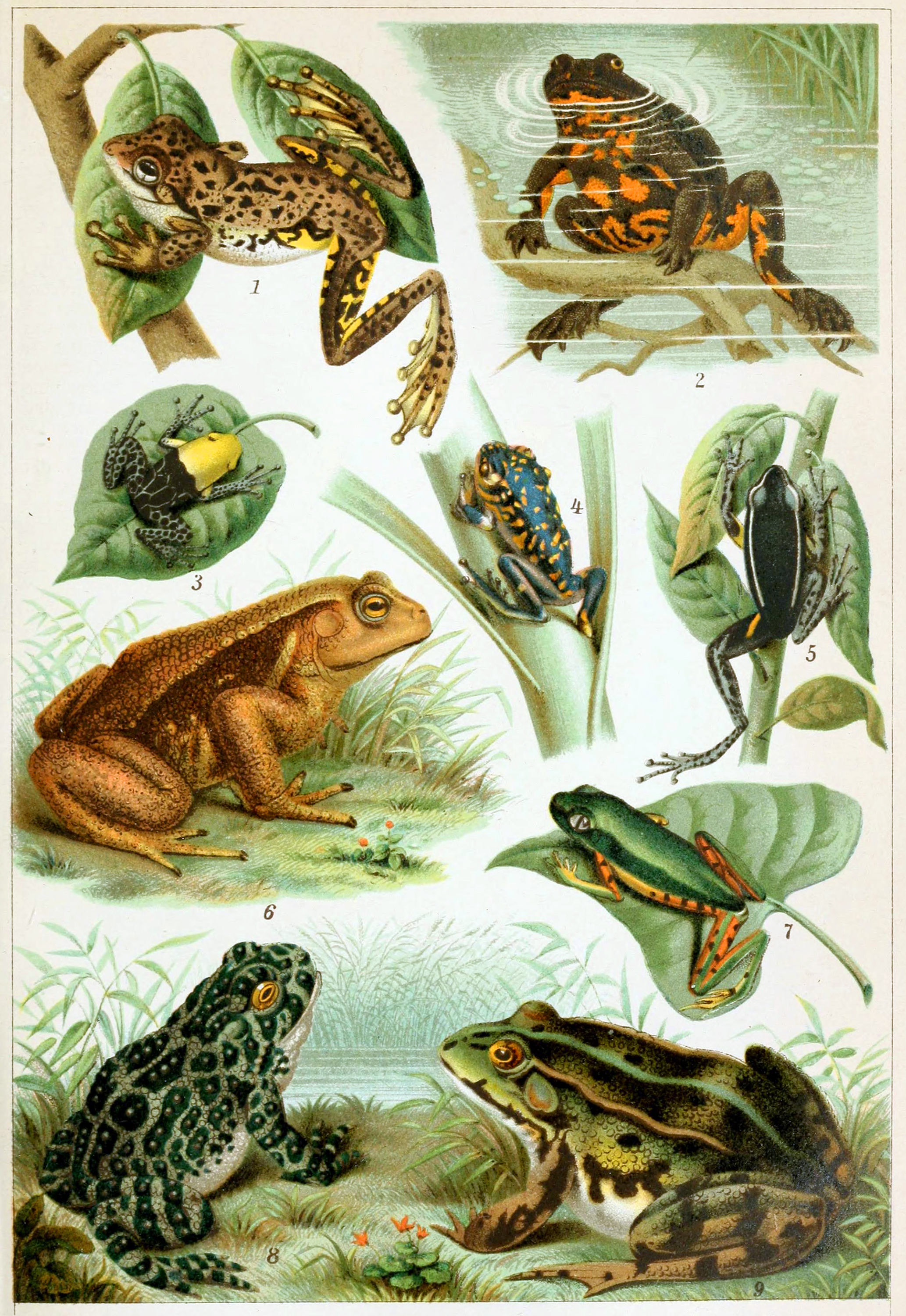 Where do most frogs originate?