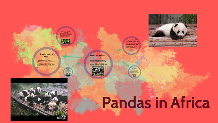 Where do pandas live in South Africa?