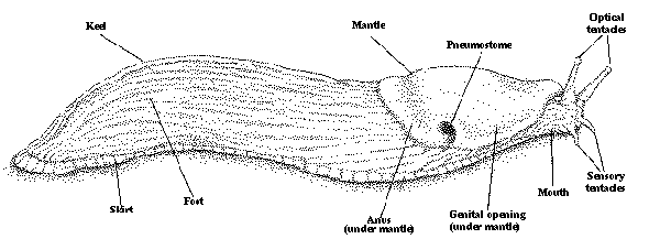 Where do slugs poop from?