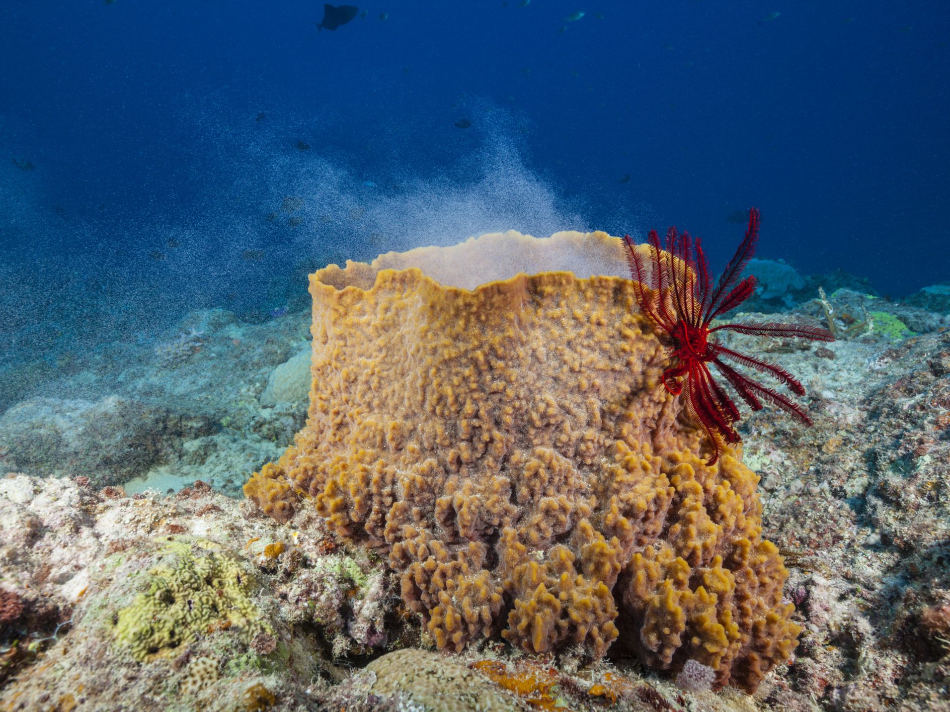 Where do sponges live in the ocean?
