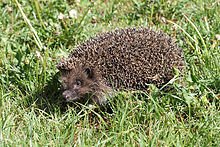 Where do white-breasted hedgehogs come from?