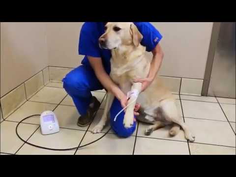 Where do you put a blood pressure cuff on a dog?