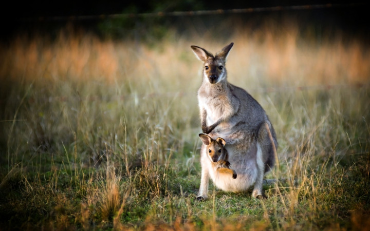 Where does kangaroo save their baby?