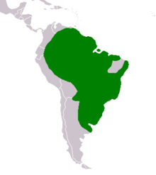 Where does the capybara live in South America?