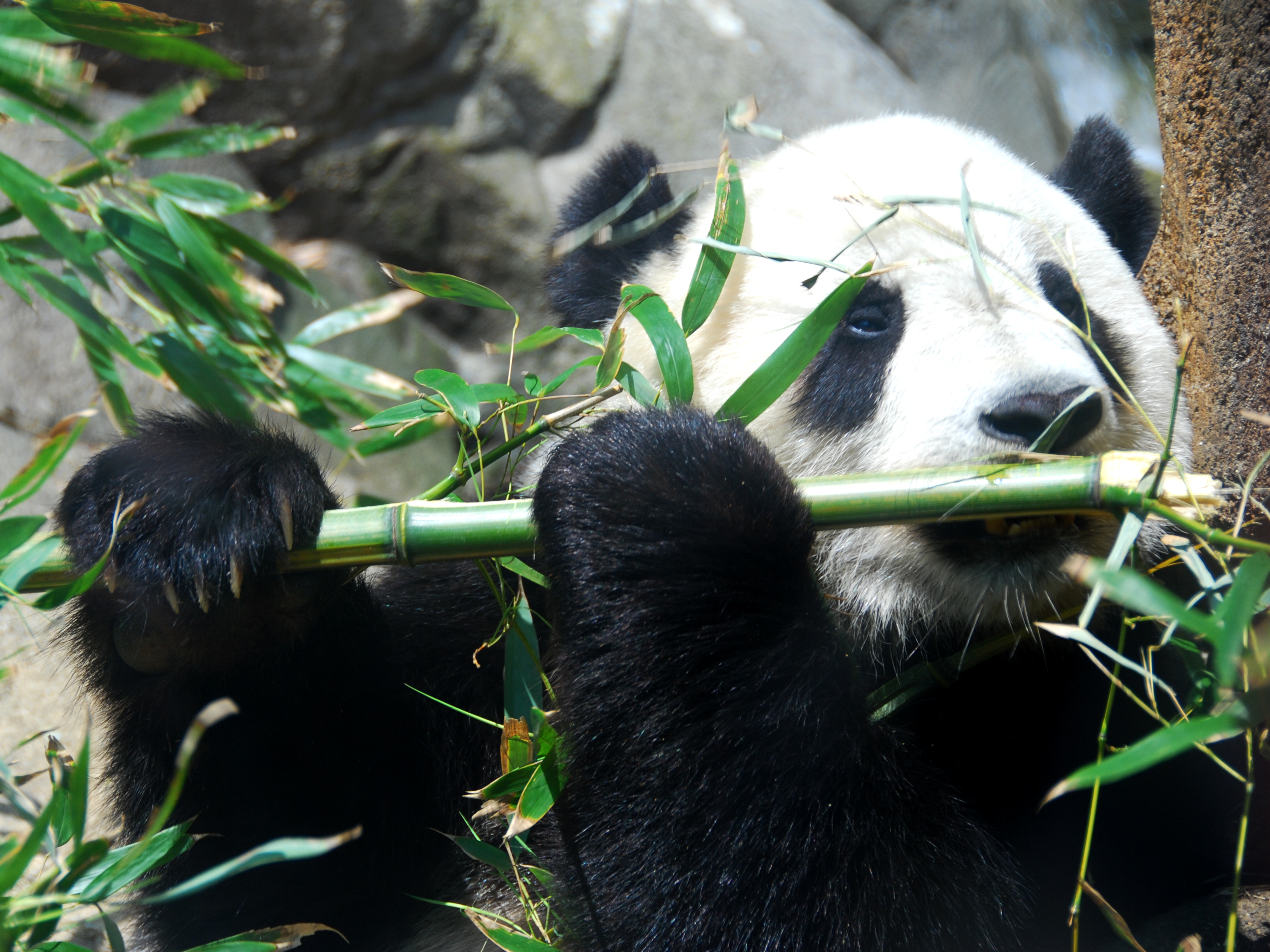Where is Tai Shan the panda?