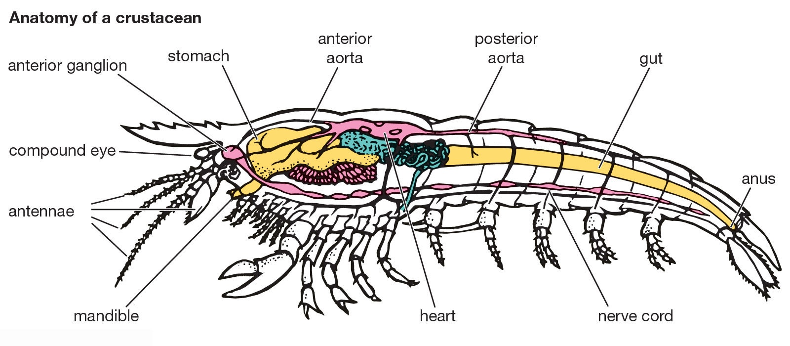 Where is the brain of a shrimp?