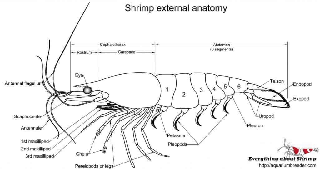 Where is the carapace located on a shrimp?