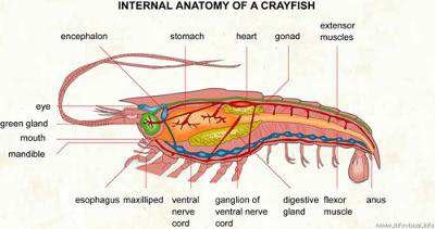 Where is the heart of a shrimp located?