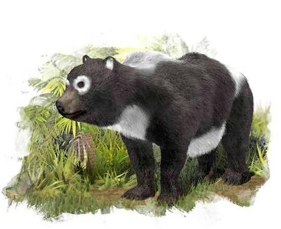 Where is the oldest panda fossil found?