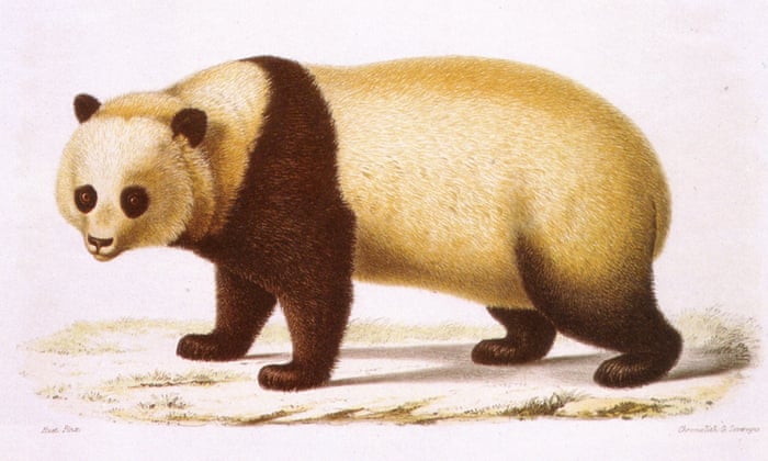 Where was the first giant panda found?