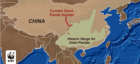Where were giant pandas first found?