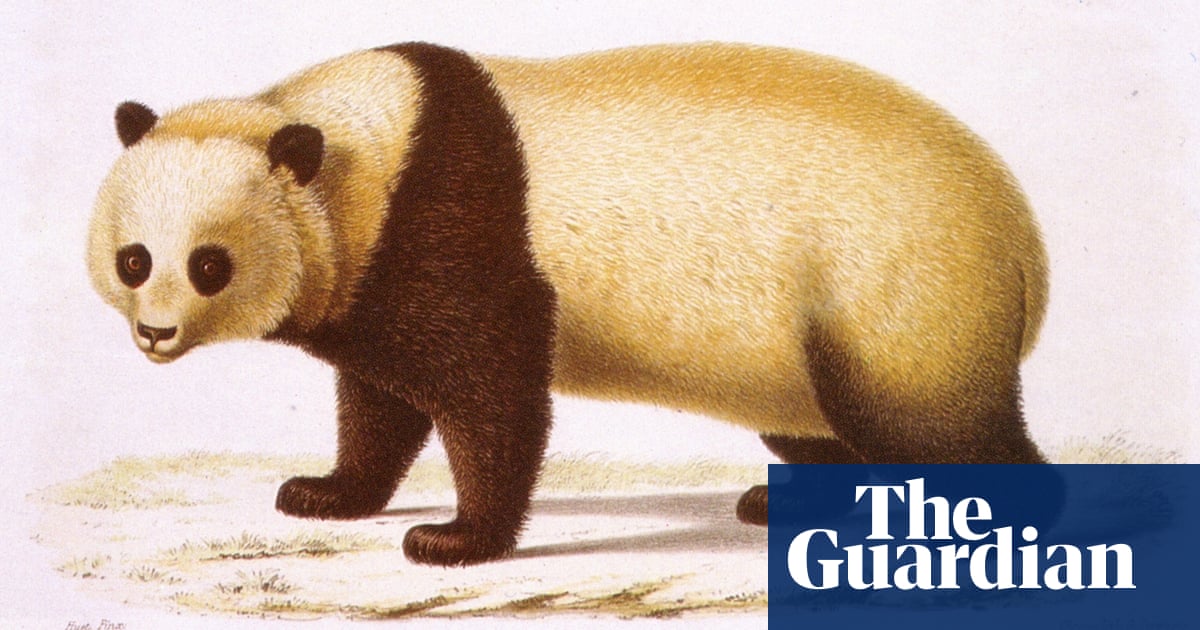 Where were pandas first found?
