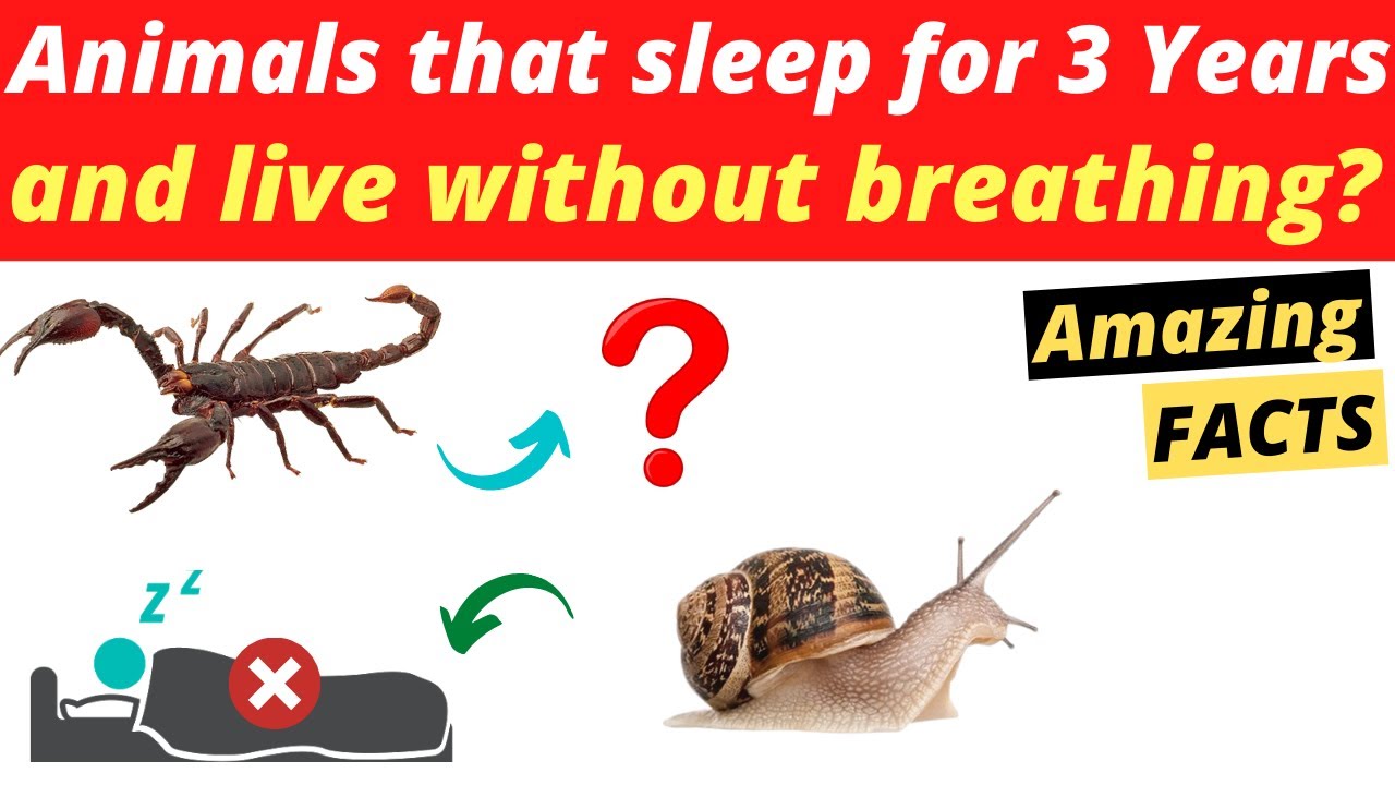 Which animal can sleep for years?