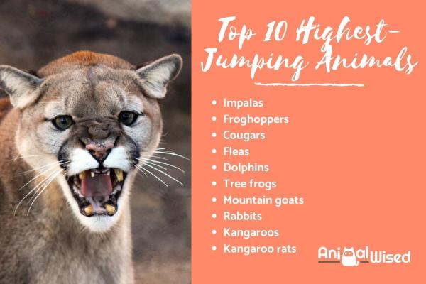 Which animal has longest jump?