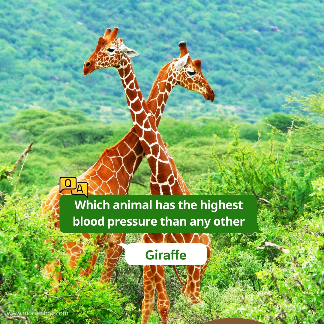 Which animal has the highest blood pressure in the world?