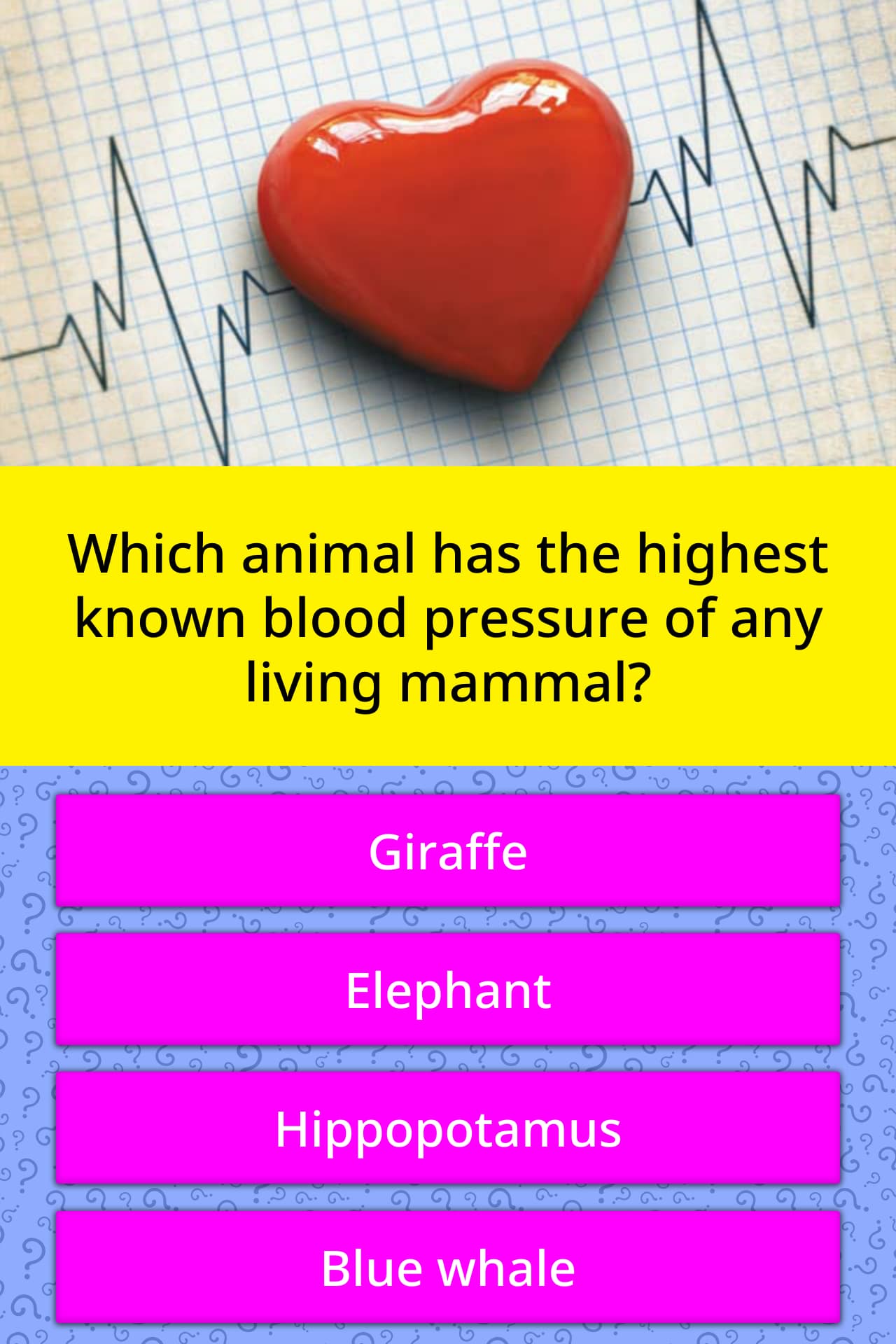 Which animal has the highest known blood pressure of any living mammal?