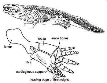 Which animal has the most similar digits to humans?